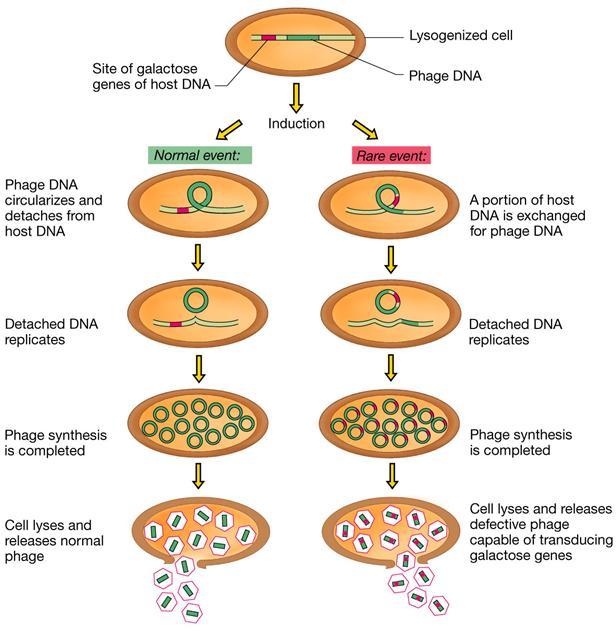 Taûi naïp (transduction) 24/03/2016 2:53:17 SA 41 Plasmid - Phân tử DNA vòng, kích thước nhỏ có thể tự sao chép độc lập trong tế bào chủ - Cấu trúc của plasmid: + Mang gen ORI (origin of replication,