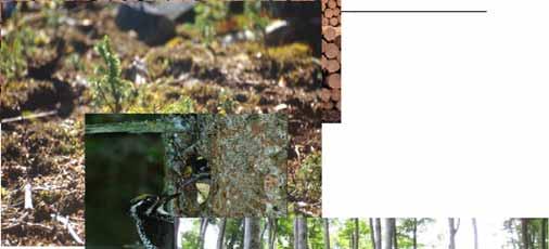Verjüngungsverfahren/Waldbausysteme schlagweise Kahlhieb