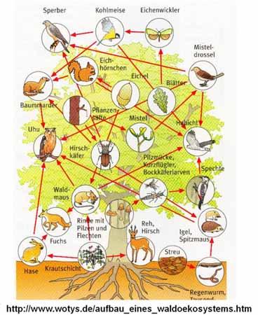 Organisationsebenen der biologischen Diversität (Wilson 1995) ogen oorganismus