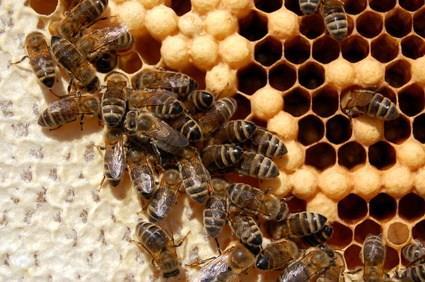Beurteilung bei jedem Öffnen des Volks Brutanlage Bienenmasse Verhältnis Brut / Bienen Im Bienenvolk schlüpfen und sterben fortwährend Bienen was als Bienenumsatz bezeichnet wird.