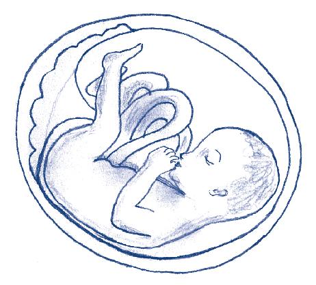 Monat: Ein kleiner Feinschmecker Das Baby kostet gerne vom Fruchtwasser und spielt mit seiner Nabelschnur.