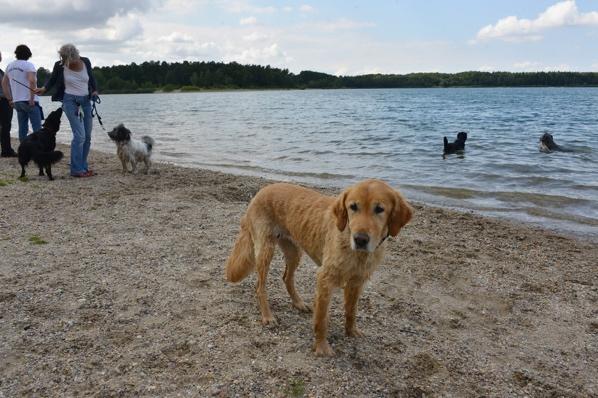 Arbeit mit ihrem Schulhunde-Team am Marion-Dönhoff-Gymnasium in Nienburg/Niedersachsen vor.