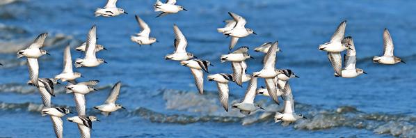 Fahrpläne Wattenmeer - Drehscheibe des Vogelzuges Jedes Jahr im Frühjahr und Herbst nutzen zigtausende Watvögel, unter ihnen Schnepfen und verschiedene Strandläuferarten, das Wattenmeer als