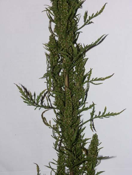 Dietmar Brandes (2007): Artemisia tournefortiana REICHENB. als neue Autobahn-Pflanze. 2/5 Abb. 1: Detail des Blütenstandes von Artemisia tournefortiana (9.10.