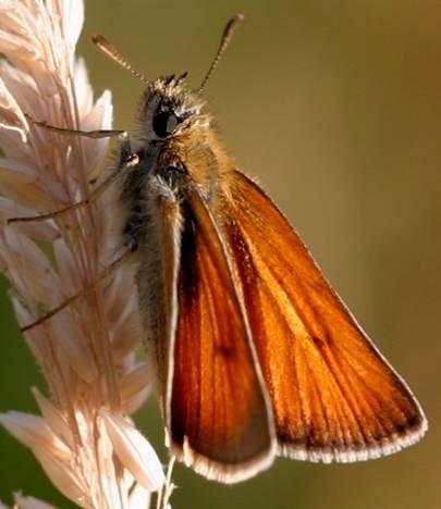Tagfalter-Monitoring in Europa seit 1976 in Großbritannien (Butterfly Monitoring Scheme) seit 1990 in den Niederlanden (Vlinderstichting) sowie in Flandern (Belgien), Katalonien (Spanien), Schweiz,