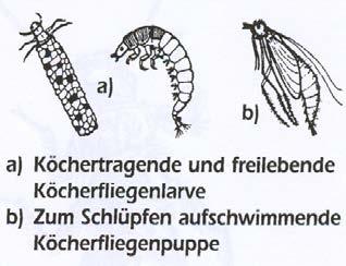Köcherfliegen (Trichoptera) Nachahmung: Die Köcherfliegen werden von den bekannten Trockenfliegen des Sedge- Typs nachgeahmt, deren charakteristisch dach-ähnlichen, flachen Flügel werden meist mit