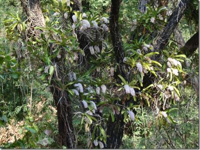 Serapias vomeracea, Serapias lingua und Serapias olbia wuchsen ein echter Geheimtipp. Leider graben nicht nur Salep-Sammler Orchideenkollen aus sondern auch Wildschweine.