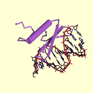 Einleitung 14 b-faltblatt DNA a-helix AtERF1 Abb. 2.2: Bändermodell, abgeleitet aus der Röntgenkristallstruktur der AP2-Domäne von AtERF1 Die AP2-Domäne von AtERF1 ist lila dargestellt.