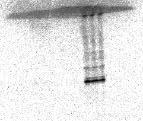 Ergebnisse 68 5.2 Charakterisierung der DNA-Bindung von NtERF5 mit Hilfe von in vitro Bindestudien Eine Möglichkeit zum Nachweis von DNA-Bindung in vitro ist der EMSA.