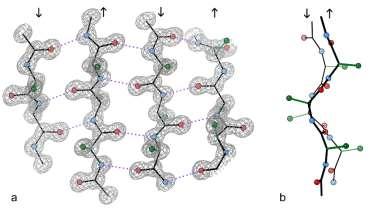 ZELLSCHADEN AMYLOIDOSE Amyloidaufbau: Allen Amyloidarten sind folgende Komponenten gemeinsam: - fibrilläres Protein mit β-faltblattstruktur