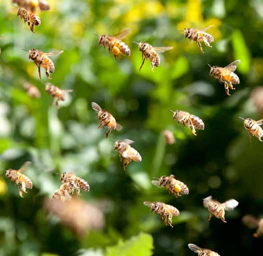 Wildbienen fliegen bereits ab einer Temperatur von