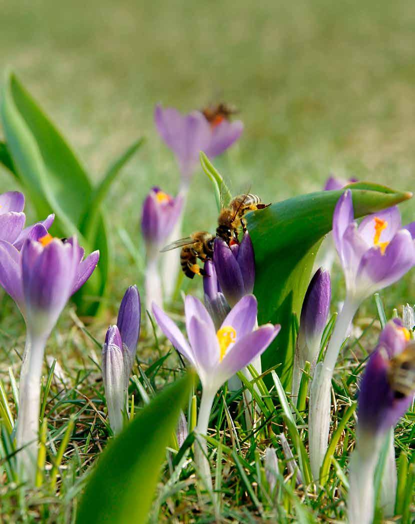 Bienen im Anflug Landeplatz im Blütenkelch Endlich summt und brummt es wieder.