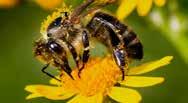 WILLKOMMENE GÄSTE WILDE VERWANDTSCHAFT Rote Mauerbiene Holzbiene Auch wenn wir in unseren Gärten fleißig säen und pflanzen, alles hegen und pflegen: Wir sind auf Hilfe angewiesen.