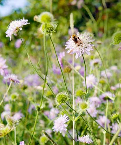 Jahreskalender der Biene WAS WANN ZU TUN IST Schneeglöckchen und Winterling blühen und bieten ersten Nektar. Es folgen Haselnuss, Kornelkirsche und Weiden.