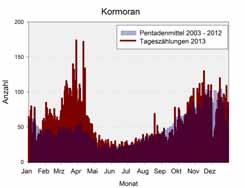 16 Phänologie Ruderfüßer Kormoran - Phalacrocorax carbo ganzjährig anwesend, max. 174 Ind. am 29.03. Die Maximalzahlen wurden Ende März bzw.