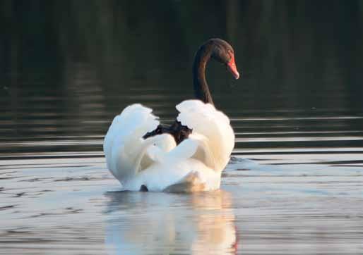 Phänologie 19 An den letzten drei BT war nur noch ein Individuum anwesend. Heiliger Ibis - Threskiornis aethiopicus 1 BT, am 20.05., max. 1Ind.