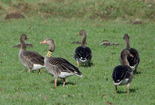 Ebenfalls regelmäßig anwesend war der Streifen-/ Weißwangenganshybrid. Kanadagans - Branta canadensis ganzjährig anwesend, max. 1255 Ind. am 24.01.