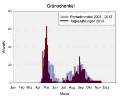 44 Phänologie Grünschenkel - Tringa nebularia 11.04. 09.11., max. 63 Ind. am 29.04. Deutlich positiver als in den Vorjahren waren die Rastbestände während des Frühjahres.
