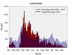 46 Phänologie Lachmöwe Larus ridibundus ganzjährig anwesend, max. 2200 Ind. am 06.04. Wie schon im Vorjahr lagen die Frühjahrsbestände der Lachmöwe mit bis zu 2200 Ind.