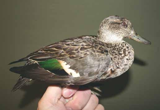 56 Wissenschaftliche Vogelberingung Wissenschaftliche Vogelberingung von Michael Klein Das Jahr 2013 war es der Sicht der Beringung ein Rekordjahr. Insgesamt konnten 6896 Vögel gefangen werden.
