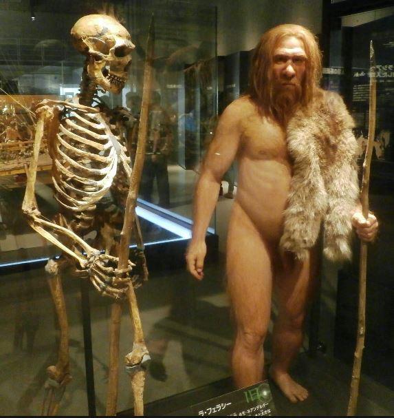 Neanderthal Museum Donnerstag, 13. Juli 2017: Das Neanderthal Museum präsentiert die menschliche Entwicklungsgeschichte vom Australopithecus bis zum heutigen Menschen, den Homosapiens sapiens.