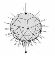 Material und Methoden Abb. 6: Der Collapsed Cone Kernel beschreibt die Energiedeposition rund um den Ort der primären Wechselwirkung.