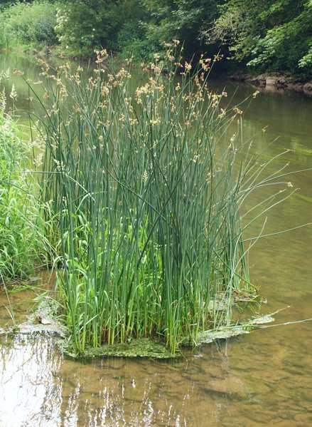 Biotope nach 20c BNatSchG 40 %