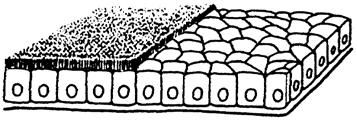 Basis zu Oberfläche einschichtiges Plattenepithel: Endothel, Mesothel, Lungenalveolen einschichtig kubisches = isoprismatisches Epithel: Nierenkanälchen ± Bürstensaum einschichtig