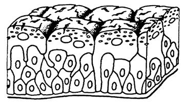 Epithelgewebe III mehrreihiges Epithel alle Zellen erreichen Basis, nur ein Teil die Oberfläche, keine Binnenzellschicht heisst auch pseudostratifiziert mehrreihig