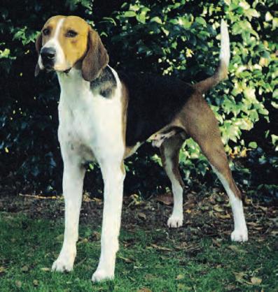 American Foxhound Gruppe 6 Sektion 1: Laufhunde FCI-Nr. 303 Größe: Rüden 56 63,5 cm; Hündinnen 53 61 cm. Gewicht: 30 34 kg. Farben: Alle Farben.