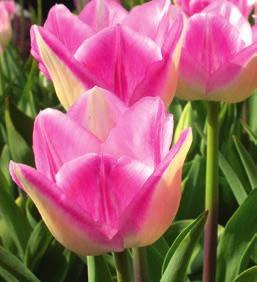 E108 Garden Party Triumph-Tulpe, rosa/weiß Diese Triumph-Tulpe punktet mit ihrer Standfestigkeit und der sehr haltbaren Blüte.