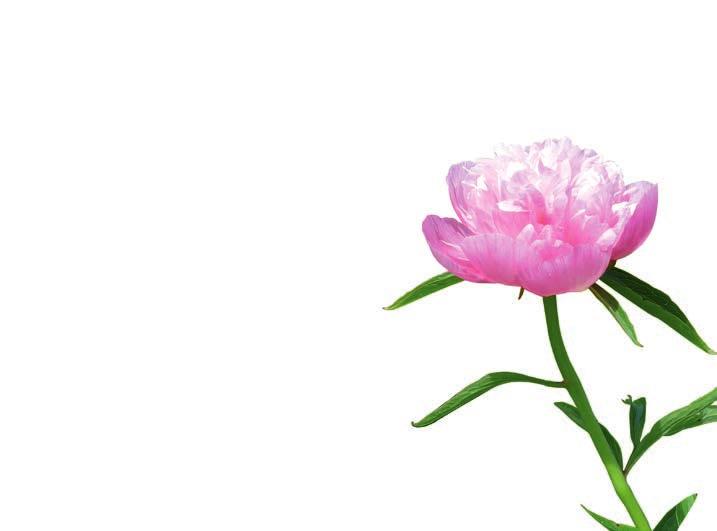 Die Pfingstrose - mit der richtigen Pflege eine Begleiterin fürs Leben Kaum einer kann sich der Schönheit der Pfingstrose entziehen, wenn sich die kugeligen Knospen in riesige, wunderschöne Blüten
