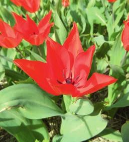 Wuchshöhe Blütezeit Für Topfkultur geeignet Schnittblume Duftend Verwildern E256 E236 Tulipa praestans Zwanenburg Wildtulpe, rot Eine scharlachrote, mehrblütige