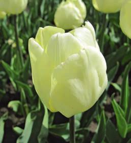 Sie besticht durch ihre klare Blütenform und wirkt besonders hübsch zwischen weiß blühenden Frühlingsblumen.
