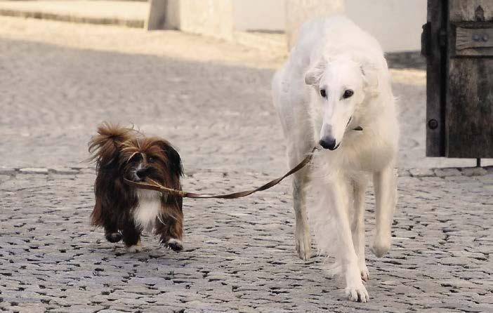 SCHLUSS MIT ZIEHEN Spaziergänge ganz ohne Leine sind heutzutage praktisch unmöglich. Höflich an der lockeren Leine zu gehen, gehört daher in der Hundeerziehung zu den absoluten Prioritäten.