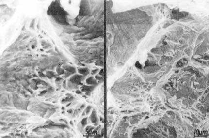 Bild 7: Makrodarstellung der Bruchfläche des Endrings Bild 8: interkristalliner Bruch in der
