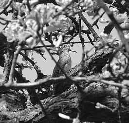 Abb. 2: Der Wendehals ist der einzige Langstreckenzieher unter den europäischen Spechten. Foto: H. Kurz. Fig. 2: The Wryneck is the only longmigrating bird under the european woodpeckers.