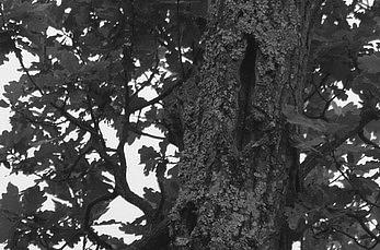 Abb. 3: Bruthöhle aus dem Jahr 2010 in einer Eiche in einer Höhe von ca. 10 m. Foto: H. Kurz. Fig. 3: Nest hole of the year 2010 in an oak in about 10 m heigth.