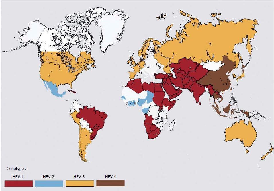 Hepatitis E regionale Verteilung > 20 mio Neuinfektionen pro Jahr Khuroo