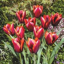 TULPEN TULIPA 'MUVOTA' Mittelfrühe Tulpe langblühend Blüte: purpurviolett
