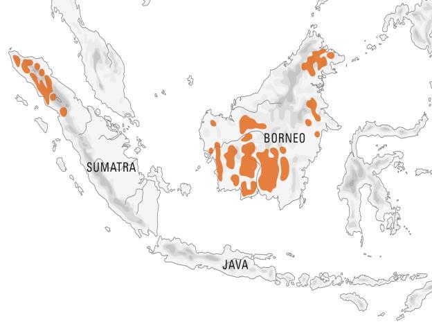 Orang-Utan Steckbrief Verbreitung: Südostasien (Borneo und Sumatra) Größe: Gewicht: Alter: Nahrung: Männchen ca. 1,40 m Weibchen ca.