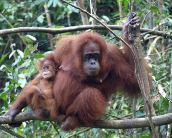 Sozialverhalten Orang-Utans leben im Gegensatz zu den anderen Menschenaffen einzelgängerisch.