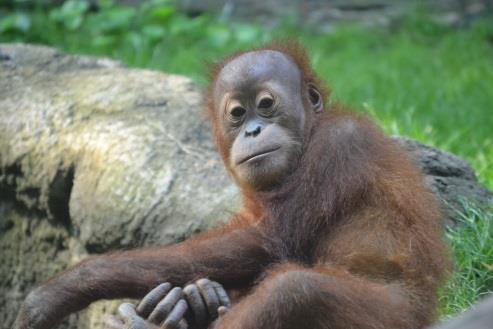 Durch diesen langen Generationszyklus kann sich die Population der Orang-Utans kaum wieder erholen. Gefährdung Orang-Utans gelten als vom Aussterben bedroht.
