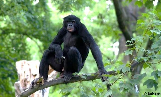 Bonobo Steckbrief Verbreitung: Demokratische Republik Kongo Größe: Gewicht: Alter: Nahrung: 1,10-1,20 m 35 40 kg bis zu 40 Jahre Früchte, Blätter, Nüsse, selten Insekten Lebensweise: tagaktiv, am