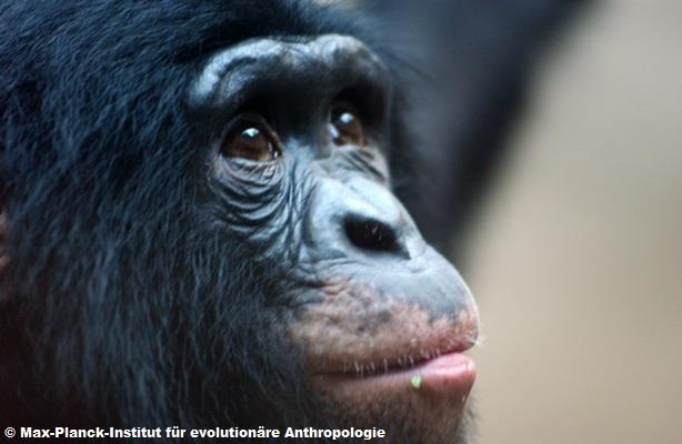 Gewusst? Bonobos wurden erst 1928 als eigene Art beschrieben.