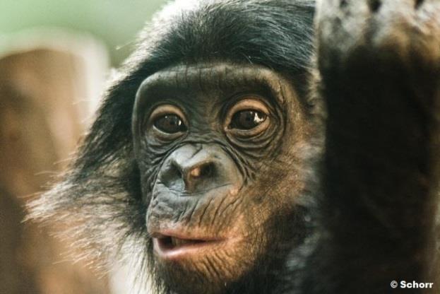 Mit ihrer friedlichen Lebensweise unterscheiden sie sich damit von ihren engsten Verwandten, den Schimpansen.