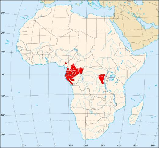 Gorilla Steckbrief Verbreitung: Zentralafrika Größe: Gewicht: Alter: Nahrung: Männchen ca. 1,70 m Weibchen ca.