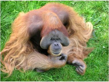 1.1.1. Beispiel: Der Orang-Utan Die rotbraunen Urwaldriesen sind die größten baumlebenden Tiere.