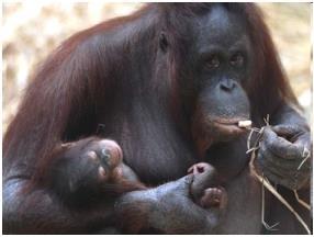 Orang-Utans gibt es heute nur noch in den Regenwäldern auf den Inseln Borneo und Sumatra. Sie sind stark vom Aussterben bedroht.