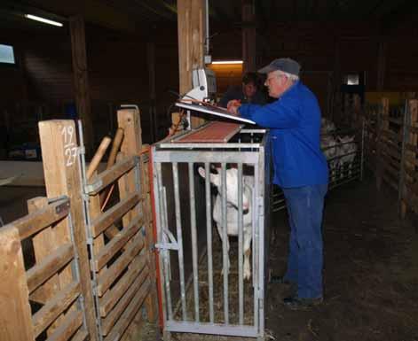 Aufzucht der Ziegen Zwei mal tägliche Heu- und Kraftfuttergabe Rückwaage des Restfutters am nächsten Morgen